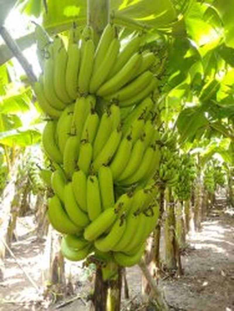 Banana price rises after two years, reaches Rs 1731 a quintal