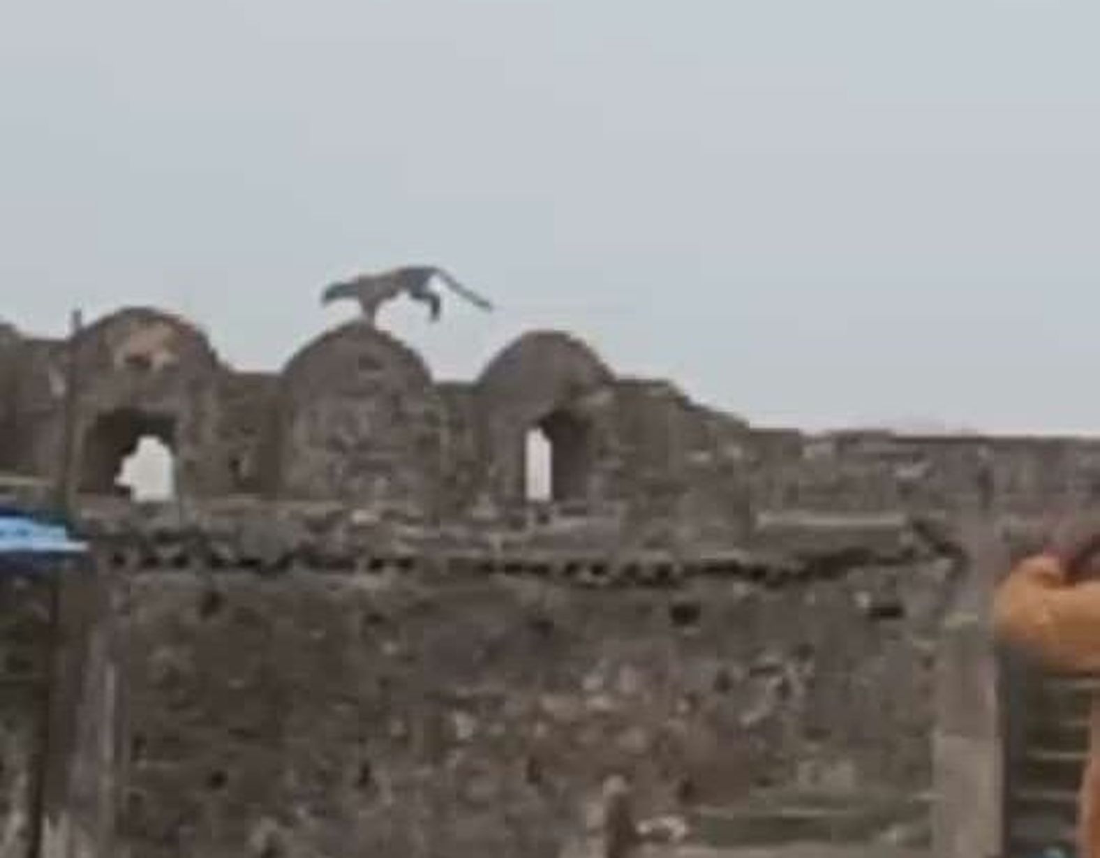 Leopard seen on Asirgarh Fort, ban on entry of tourists in the fort