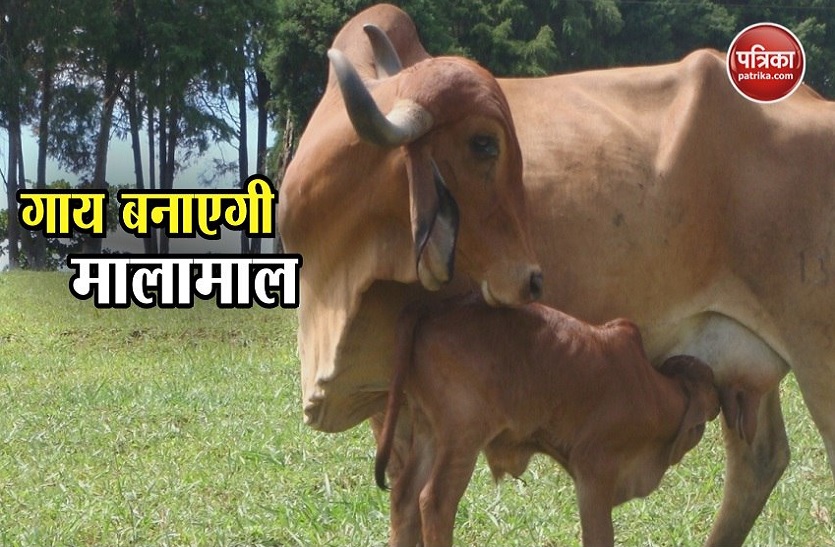 कृषि में गोमूत्र के उपयोग को लेकर हो रही पहल