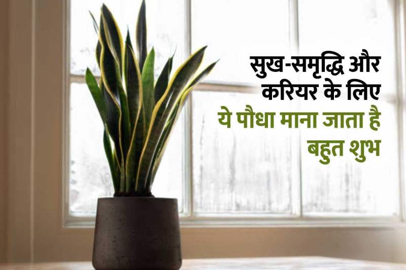 snake plant vastu, vastu shastra tips, vastu tips for snake plant at home, स्नेक प्लांट लगाने के फायदे, स्नेक प्लांट वास्तु डायरेक्शन, स्नेक प्लांट कैसे लगाएं, snake plant for home, snake plant for office desk, snake plant for bedroom, स्नेक प्लांट किस दिशा में लगाना चाहिए, पूर्व दिशा, दक्षिण दिशा, study room vastu tips, career growth vastu tips, वास्तु शास्त्र, सुख-समृद्धि, धन लाभ,
