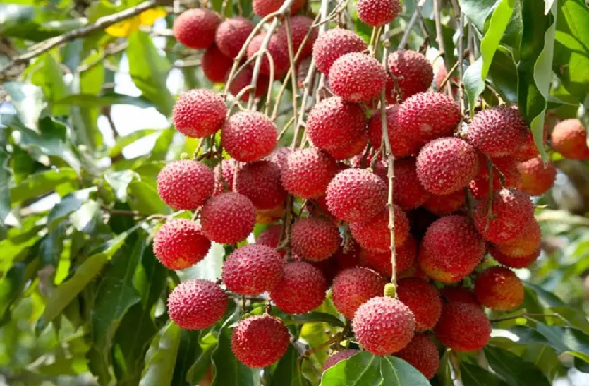litchi is expensive: पैदावार बंपर होने के बावजूद लीची महंगी