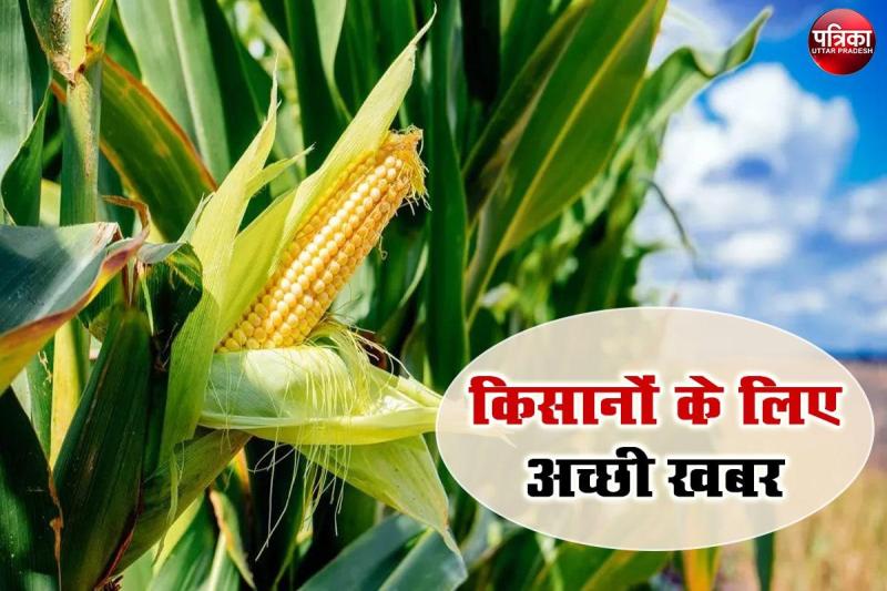 कैसे करें मक्के की खेती,यूपी सरकार कर रही किसानों की सहायता
