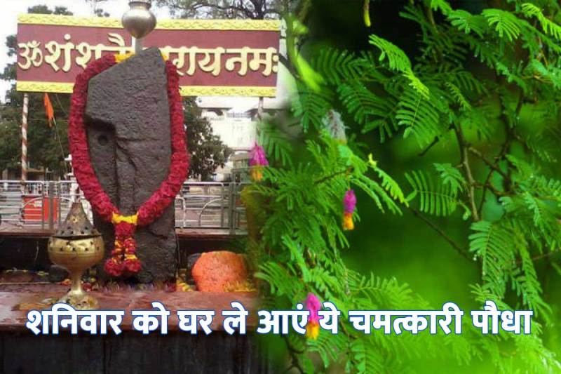 SHAMI PLANT BENEFITS, shami tree benefits, shami plant puja vidhi, how to strengthen saturn planet, remedy for prosperity, शनि ग्रह के उपाय, शमी का पौधा कहां लगाएं, shani grah ko kaise majboot kare, शमी का पौधा कब लगाना चाहिए, शनि देव को कैसे प्रसन्न करे, सुख-सौभाग्य के उपाय, shami tree leaves, saturn planet astrology, shani dosh se mukti ke upay, shami ka paudha kis din lagana chahiye,