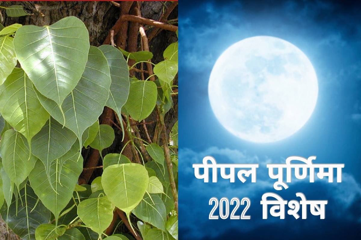 pipal purnima 2022, peepal purnima 2022, vaishakh purnima 2022 date, Purnima ko pipal ki puja, peepal ke ped ki puja, buddha purnima 2022 date, पीपल पूजा के फायदे, वैशाख पूर्णिमा कब है 2022, सुख-सौभाग्य के उपाय, बुद्ध पूर्णिमा 2022, पीपल की पूजा के लाभ, मां लक्ष्मी, भगवान विष्णु कि पूजा, चंद्र ग्रहण 2022, luinar eclipse 2022,
