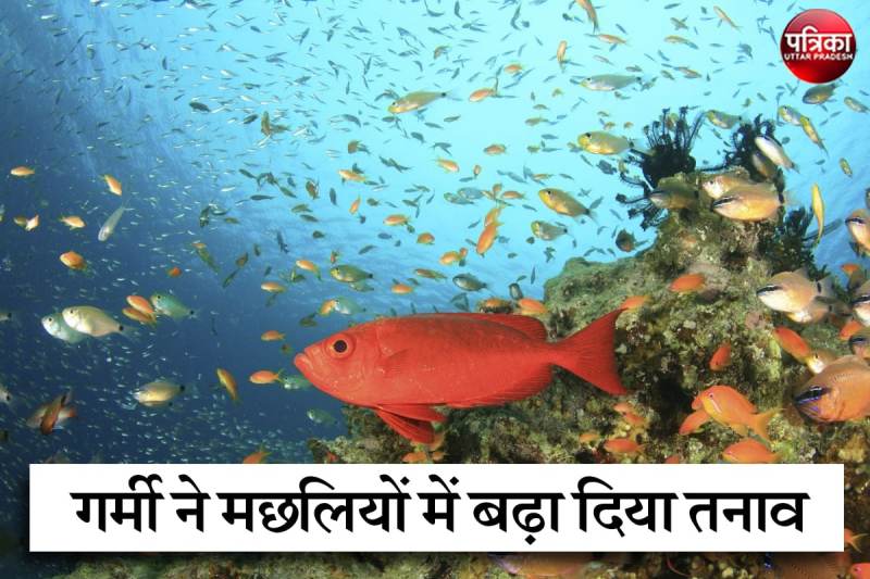 Summer Season increased Depression not only Human but also Fish