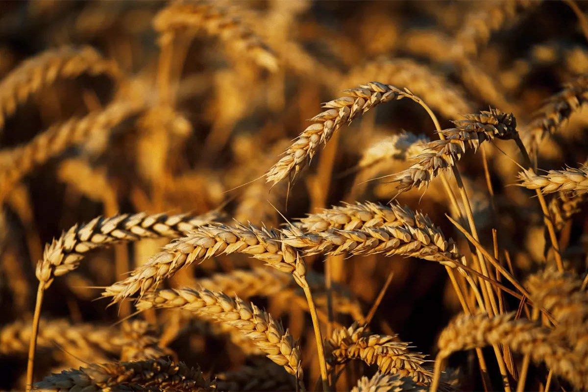 india-bans-wheat-exports-with-immediate-effect.jpg