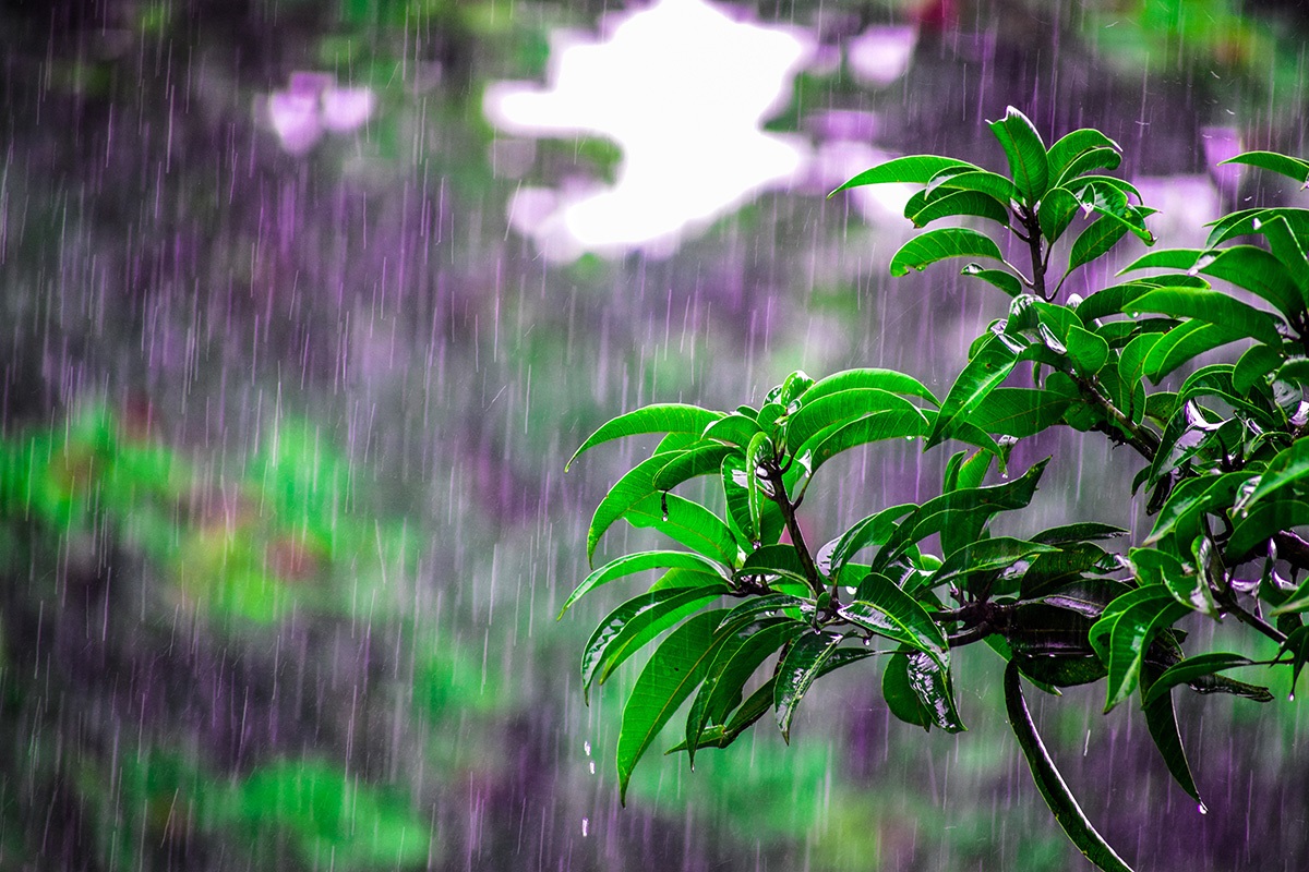 rain-flora-1463530-cc0_bibhukalyan-acharya.jpg