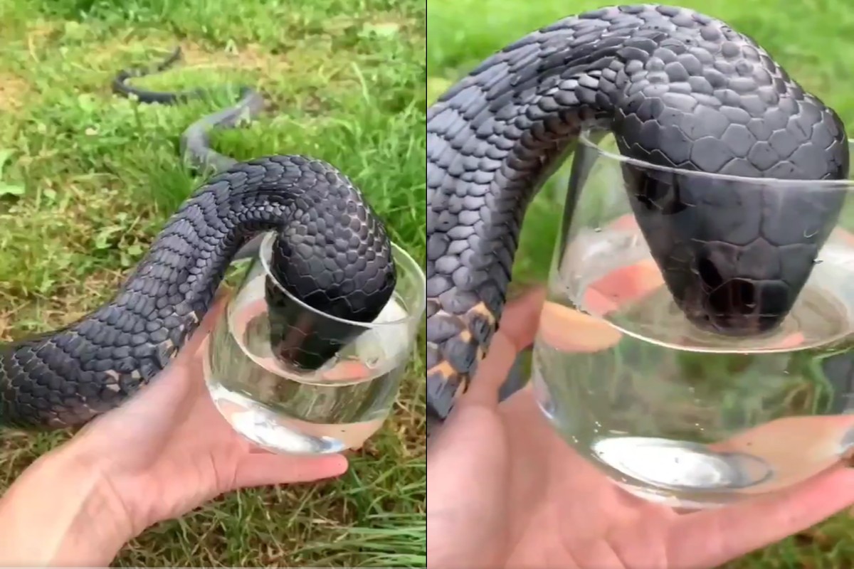 video-of-cobra-drinking-water-from-glass-goes-viral.jpg