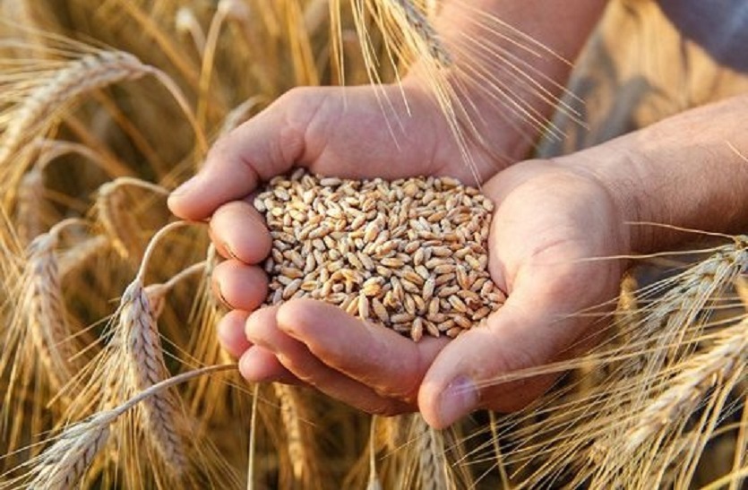 wheat export: गेहूं निर्यात पर पाबंदी, घरेलू मंडियों में टूटे दाम