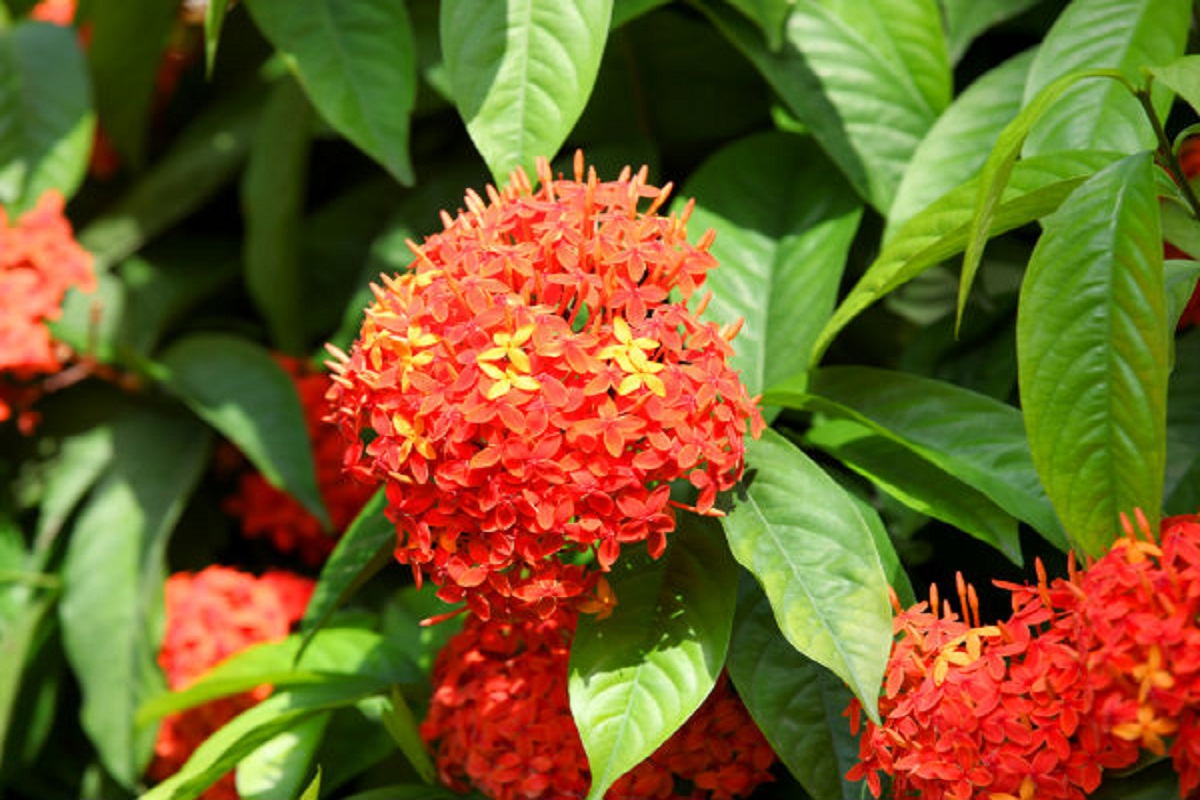 Ashoka Tree Bark Benefits: अशोक के पेड़ के हैं कई अद्भुत फायदे, कई सारी समस्याओं को दूर करने में होता है मददगार