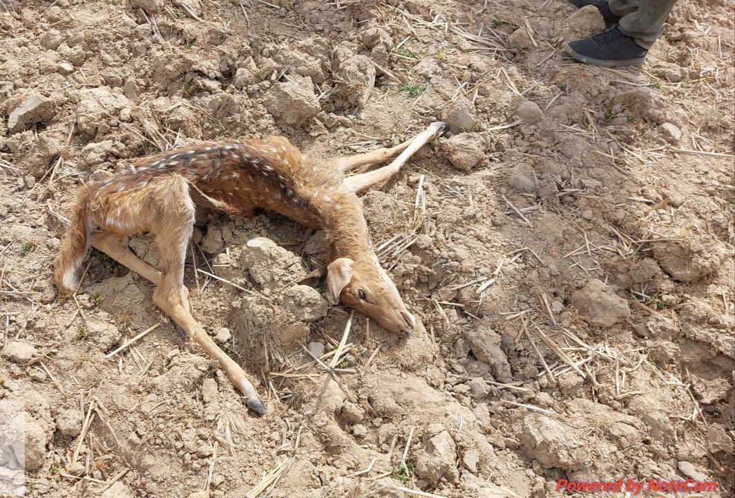 गुरु घासीदास राष्ट्रीय उद्यान में चीतल झुण्ड से भटका, फिर तेंदुए ने शिकार बनाया था, रिपोर्ट में पुष्टि