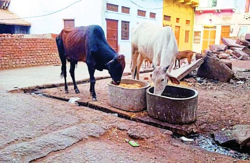 गायों की सेवा को बनाया ध्येय, बेजुबानों की दूर कर रहे पीड़ा
