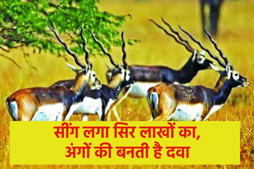 Deer information in best sale hindi