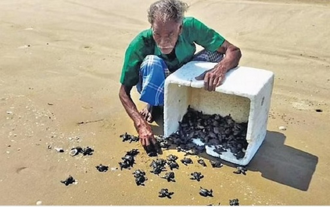 This Nagapattinam fisherman is on mission to save Olive Ridley turtles
