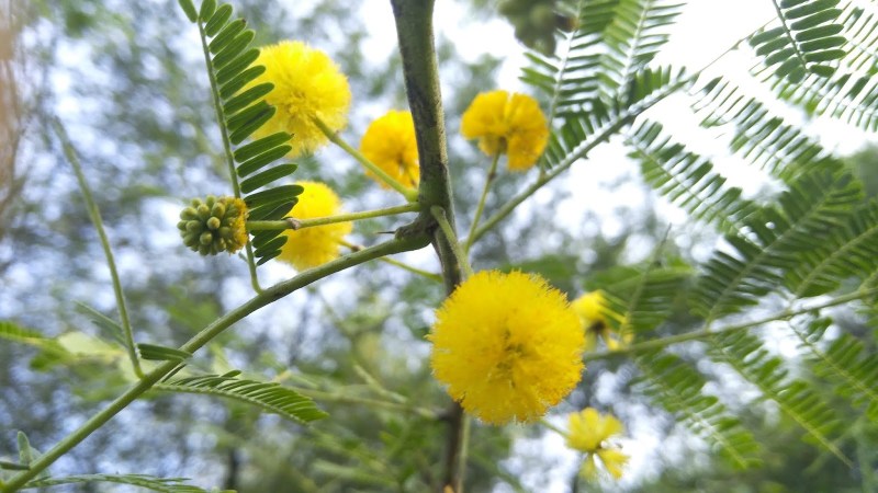 जानिए बबूल के छाल के रोजाना इस्तेमाल से होने वाले इन अदभुत फायदों के बारे में