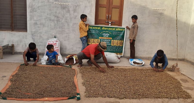 सात जिलों में लगाएंगें 5 लाख जाळ के पौधे