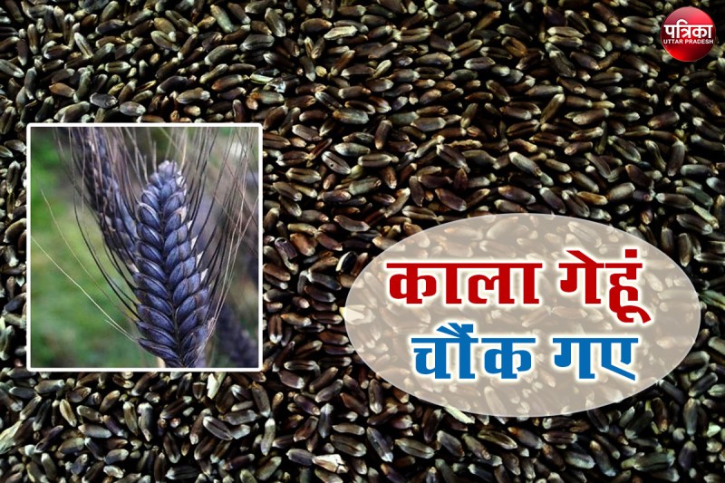 काला गेहूं चौंक गए न, पर इसकी खेती से किसान हो रहे मालामाल