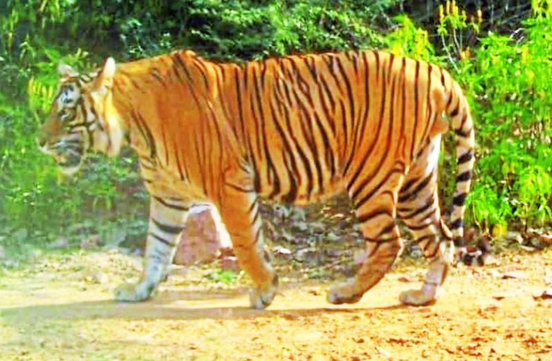 प्रदेश का चौथा टाइगर रिजर्व बना रामगढ़ विषधारी...यहां जानें रामगढ़ के बारे में वह सब, जो आप जानना चाहते हैं....