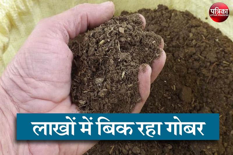 Dung Purchase Sell Lacks of Rupees in Mirjapur Export to South Korea