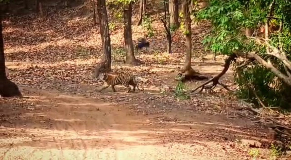 When the tigress roaming her territory got scared as soon as the crow passed
