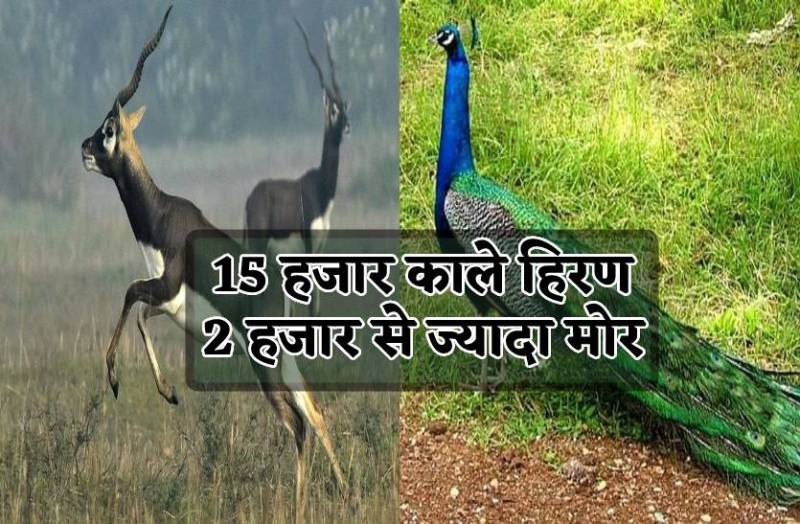 काले हिरण और मोर से भरे हैं यहां के जंगल, शिकारी ने 9 तो पुलिस ने किए थे 10 फायर
