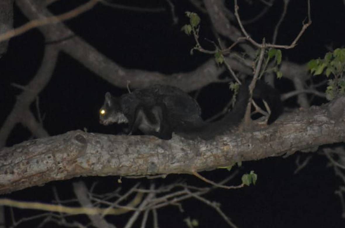 Flying Squirrel of Sitamata Sanctuary बड़ेे पेड़ कम होने सेे उडऩ गिलहरी पर अस्तित्व का संकट