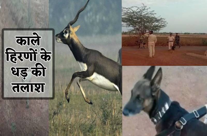 काले हिरण के धड़ों को ढूंढने बुलाए गैलीलियो और टीना