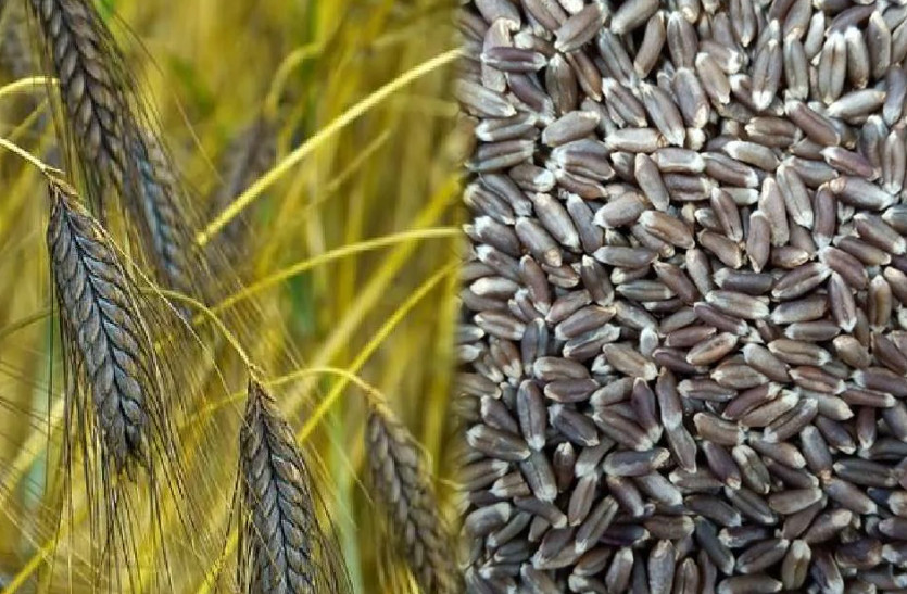 Black Wheat Farming in nagaur rajasthan
