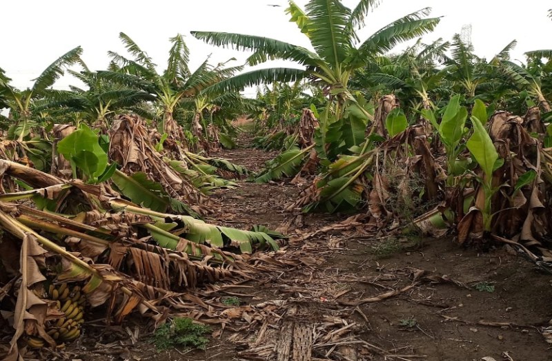 अंधड़ से केले की फसल तबाह, किसानों को 50 फीसदी नुकसान