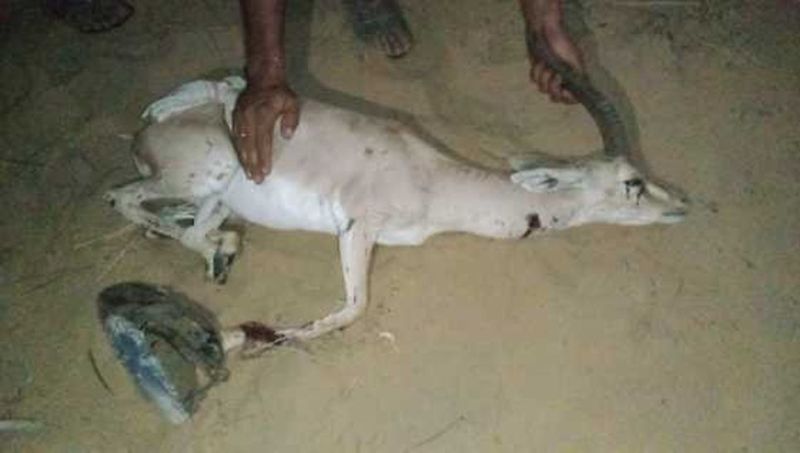 रात के अंधेरे में हिरण का शिकार करने की कोशिश, शिकारी फरार