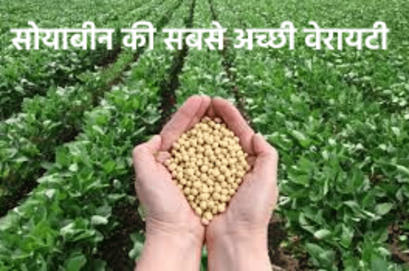 This variety of soybeans will neither smell nor will disease