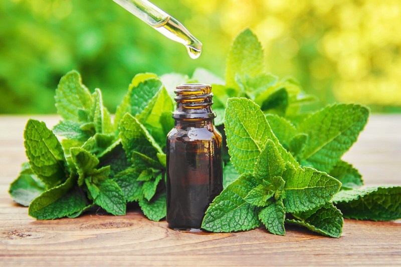Peppermint Oil Benefits: सेहत से लेकर त्वचा की समस्याओं को दूर करने में फायदेमंद होता है,  पिपरमिंट ऑयल