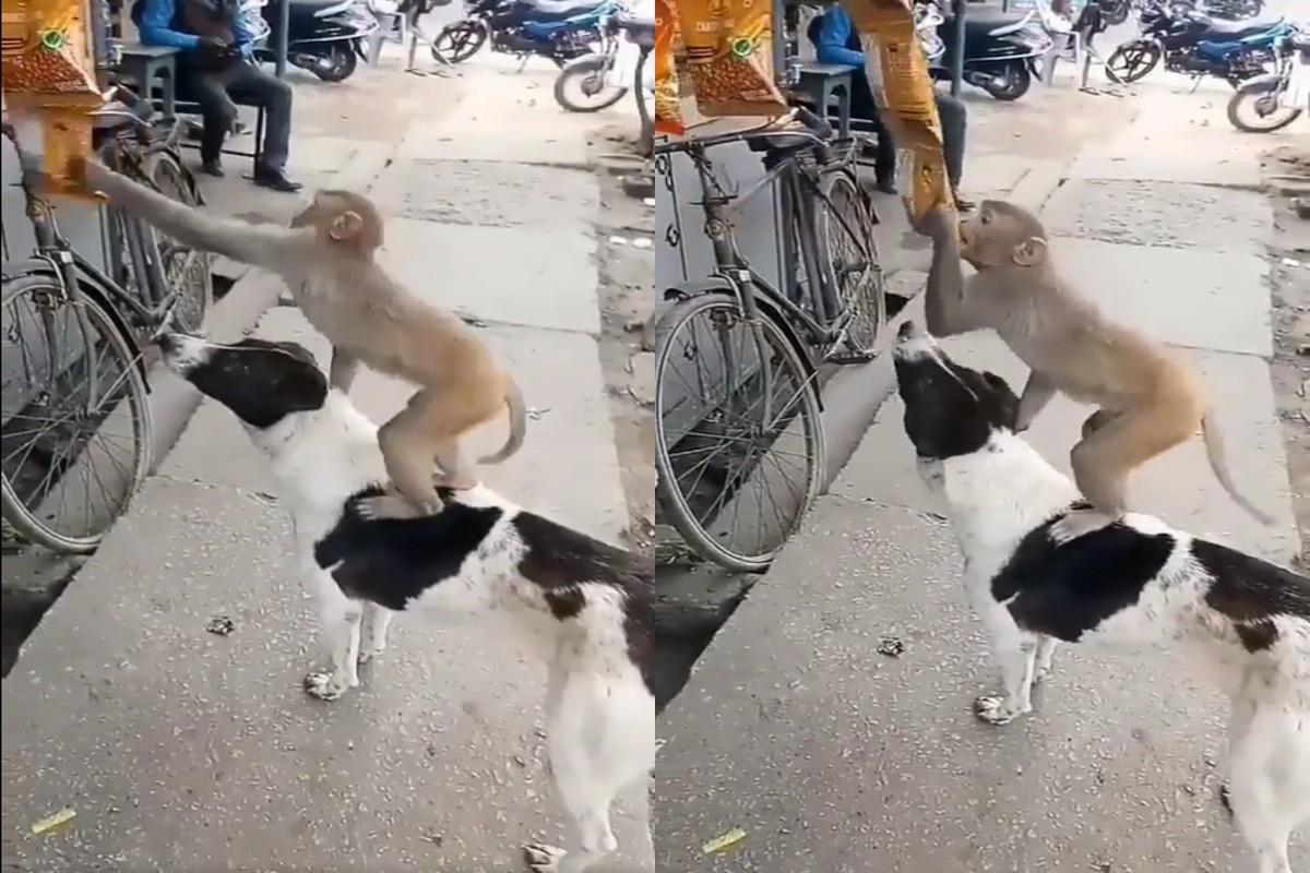 viral-video-dog-helped-monkey-to-steal-the-packet-of-chips-from-shop.jpg