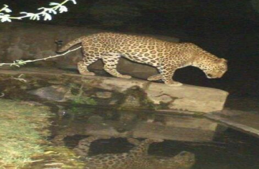 panther file picture in rajasthan