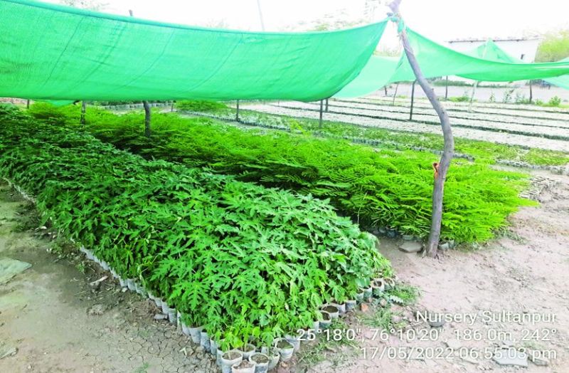 हरियाली को लेकर पौध तैयार