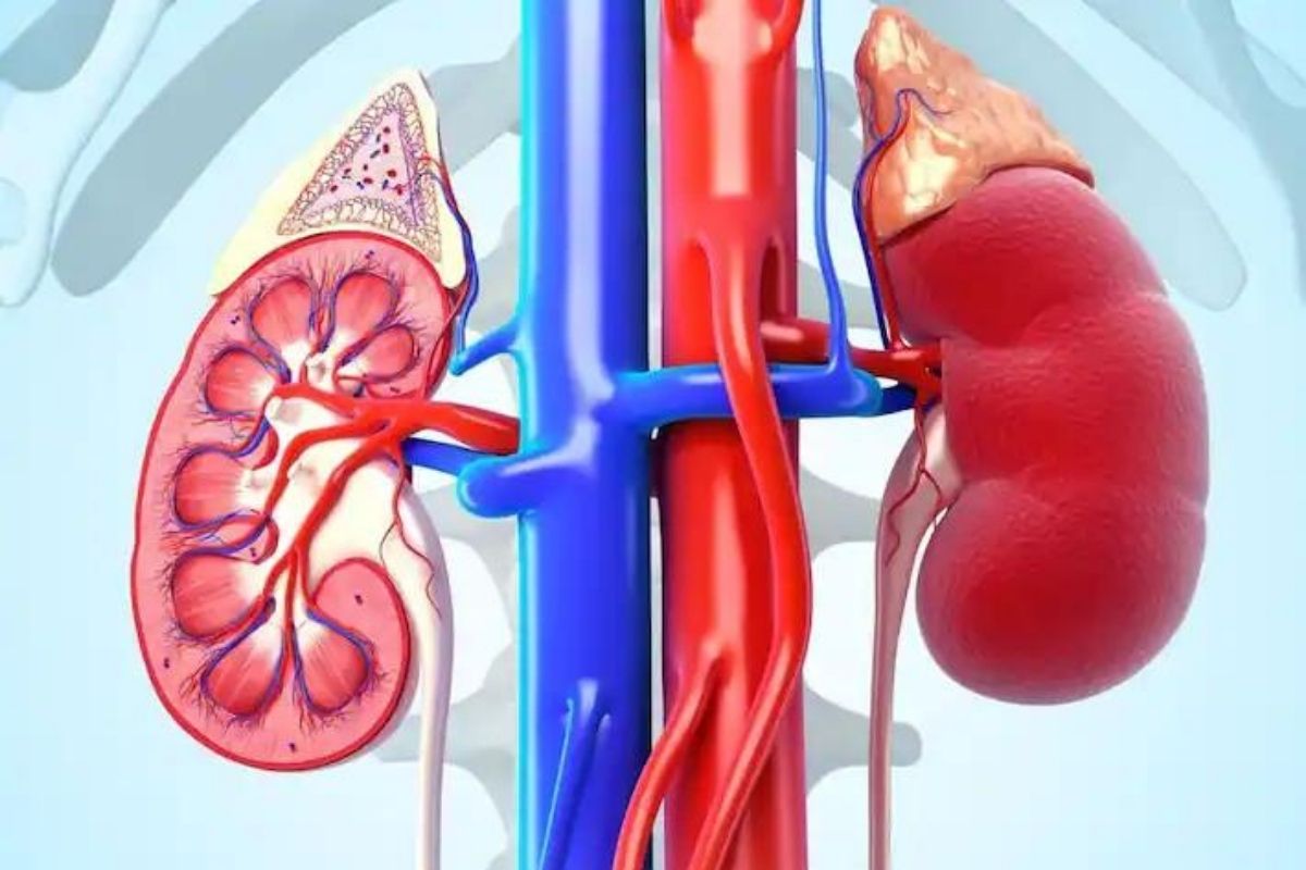 high_creatinine_level_damage_in_kidney_1.jpg