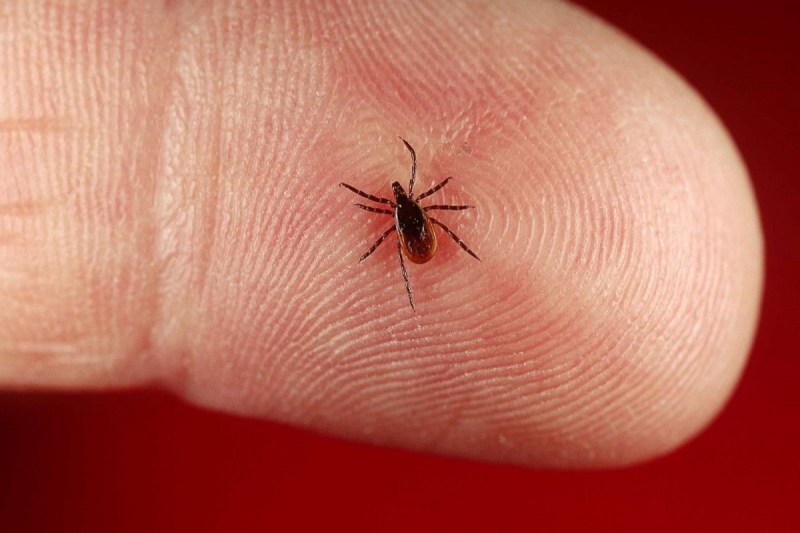 Lyme Disease: लाइम बीमारी क्या हैं? जानें इसके लक्षण और किन कारणों से होती है डिजीज