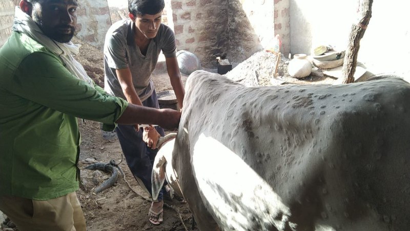 पशुओं को संक्रमण से बचाए