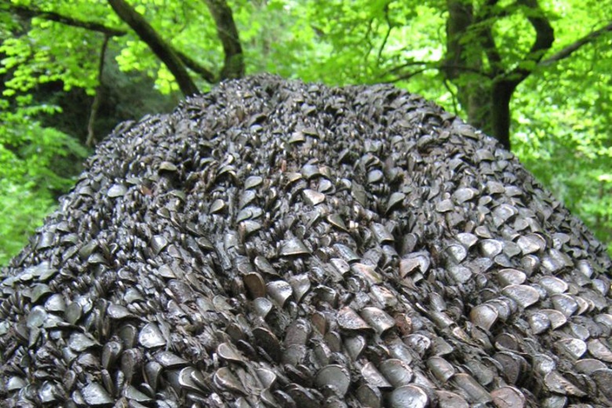 Money Tree Covered With Coins In Scotland Peoples Comes All Over The world To See