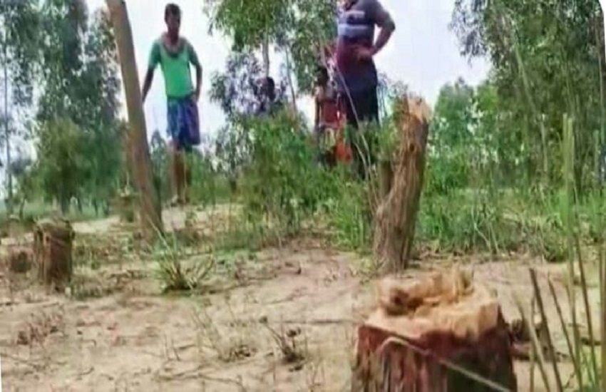wood mafia cut more than five thousand green trees In West Bengal