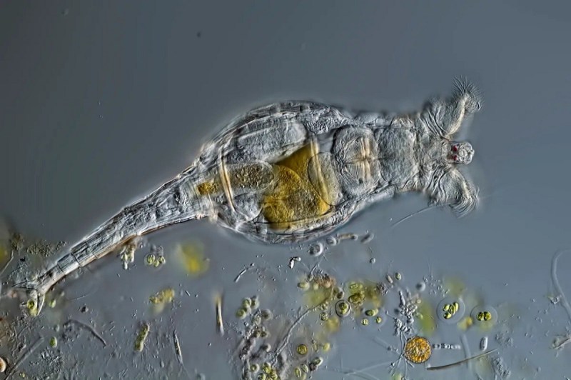 24 हजार साल ठंडी कब्र में दफन रहा फिर भी निकला जिंदा, बाहर आते ही बना दिए अपने क्लोन