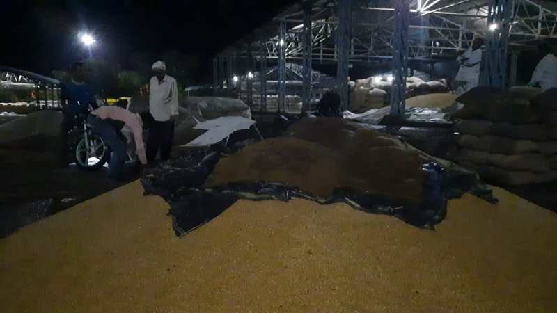 मंडी में रखा गेहूं गीला हुआ