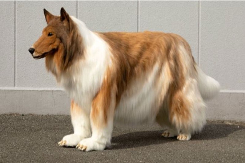 Japan Man Got Strange Hobby Spent 11 lakh Rupees To Look Like A Dog