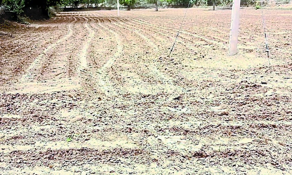 ग्लोबल वार्मिंग का असर: दो बार बुवाई के बाद भी नहीं उगी फसल