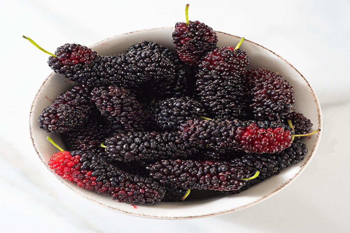 Mulberry Benefits: गर्मियों में शहतूत का सेवन करने के है अनगिनत फायदे, फेफड़ों के लिए होता है फायदेमंद