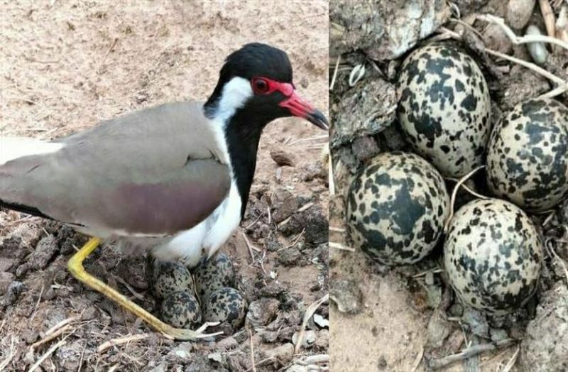 राजस्थान में यहां लगातार अंडे दे रही है टिटहरी, किसानों ने कहा अच्छे मानूसन के संकेत, मौसम वैज्ञानिकों ने भी लगाई मुहर