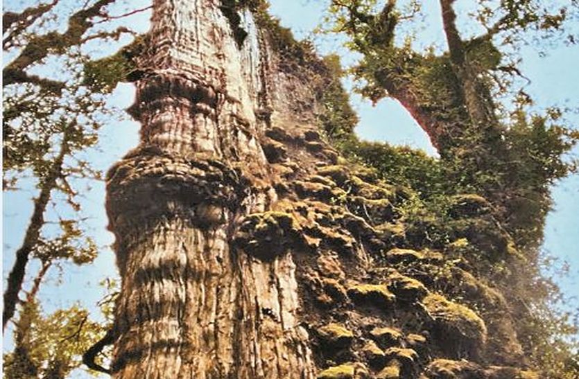 5000 साल से ज्यादा उम्रदराज पेड़ का घर बनेगा चिली