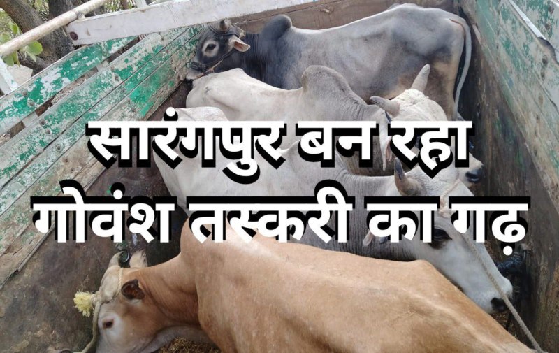 गोवंश के तस्करी का गढ़ बना सारंगपुर