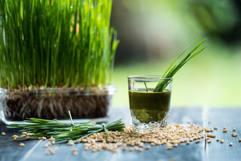 Wheatgrass Juice Benefits: त्वचा से लेकर ब्लड प्रेशर की समस्या को दूर करने में मददगार होता है, व्हीटग्रास जूस