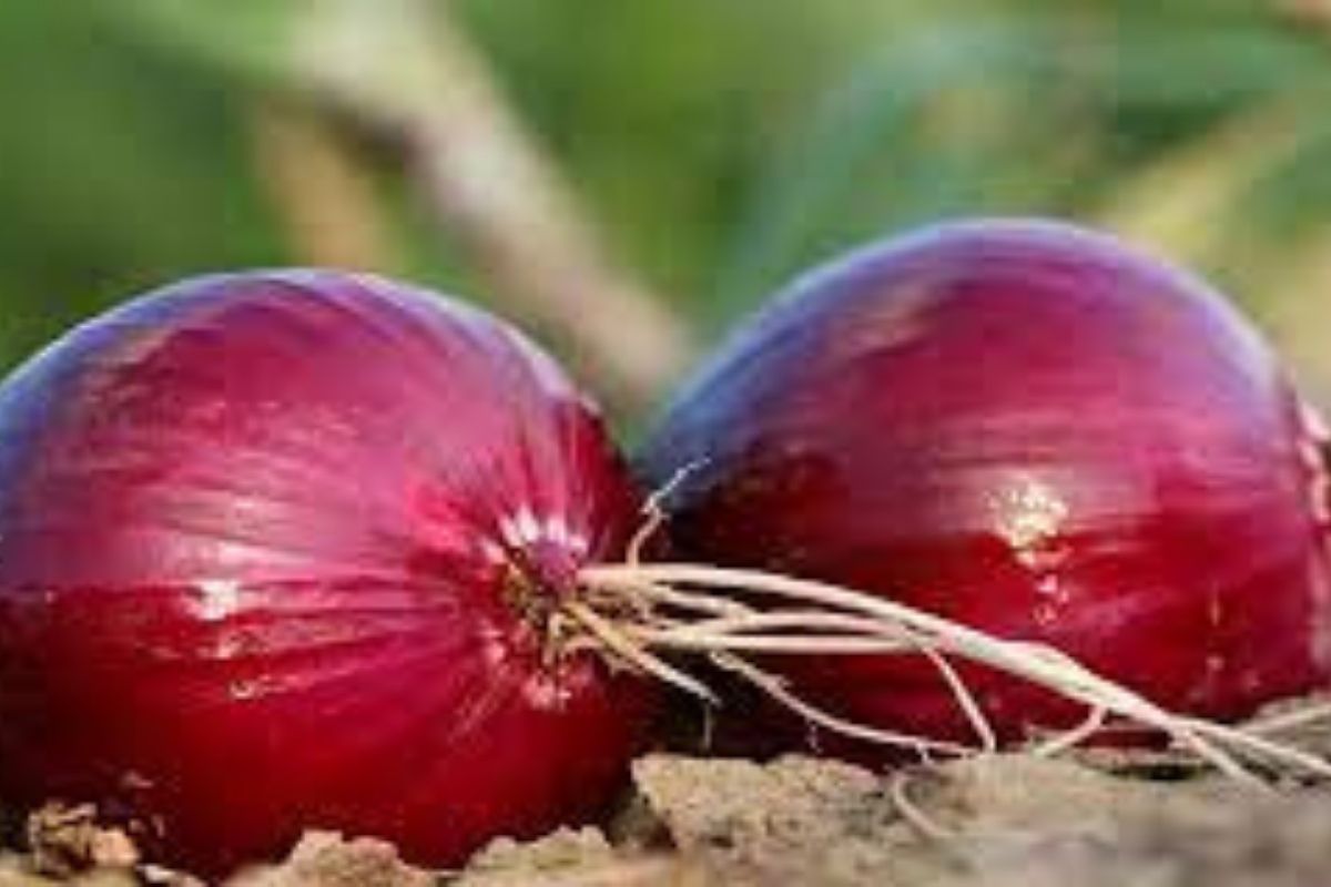 5_cheap_best_food_for_kidney_disease_patients.jpg